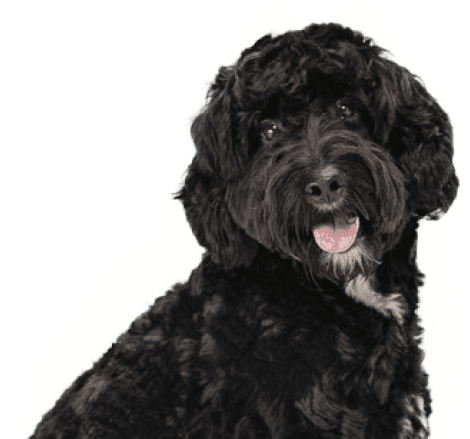 Black Dog
