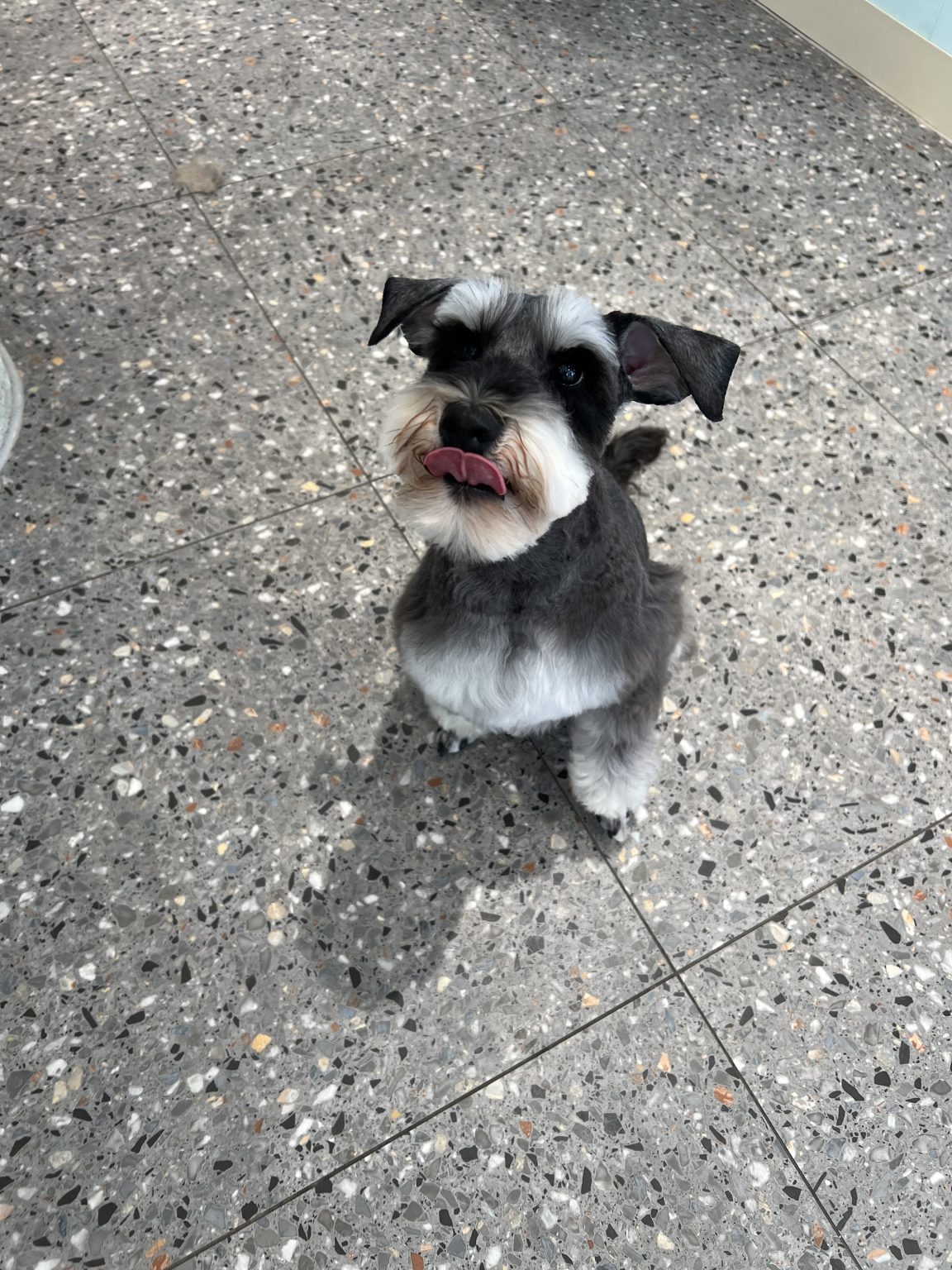 Detailed Hair Cut in Specific Breed Style Hand Scissor Trim to Finish