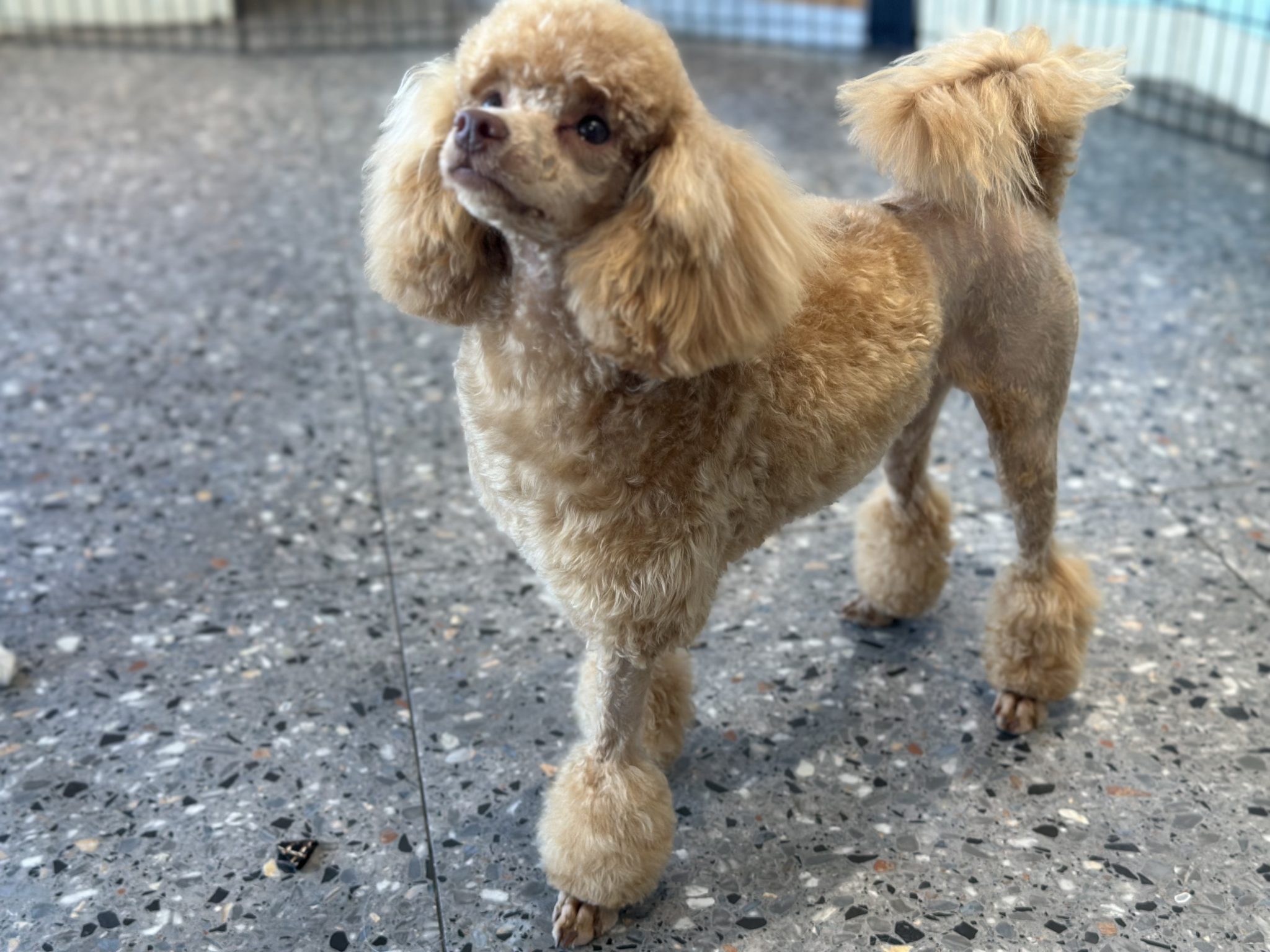Detailed Hair Cut in Specific Breed Style Hand Scissor Trim to Finish