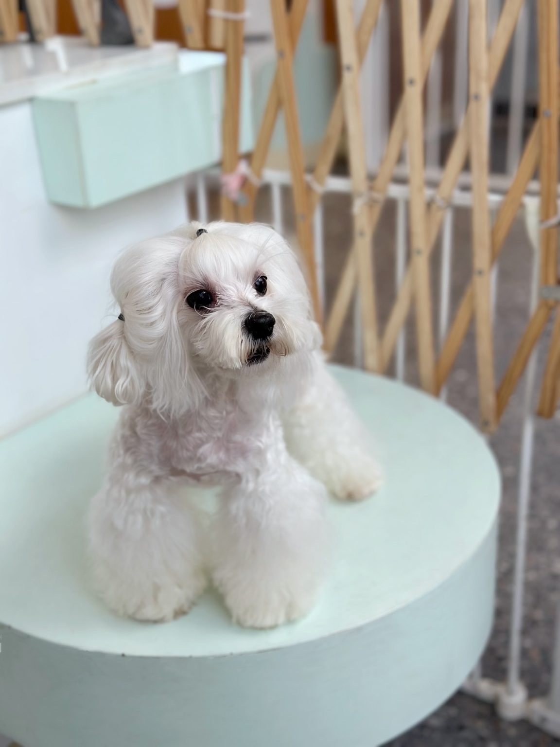 Detailed Hair Cut in Specific Breed Style Hand Scissor Trim to Finish